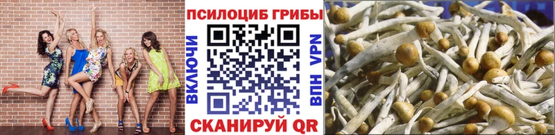 Псилоцибиновые грибы Psilocybe  Купить  Каменск-Шахтинский 